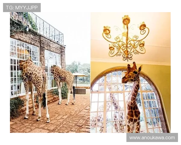 如何通过多种方式访问k8网站登录入口，提升登录效率保障账号安全